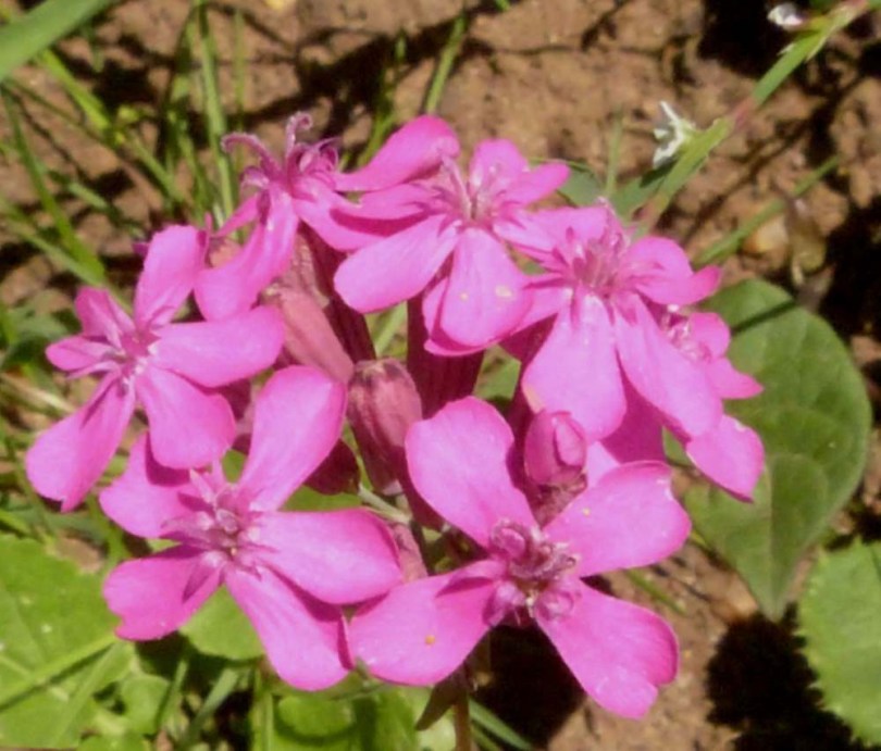 Rózsaszín kerti habszegfű - Silene armeria